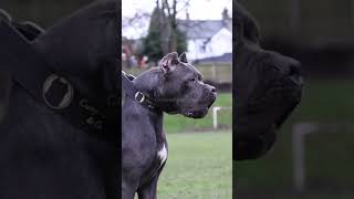 Cane Corso  Mastín Italiano canecorso canecorsoitaliano mastinitaliano [upl. by Dedie]