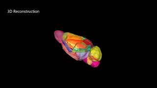 3D reconstruction of a mouse brain [upl. by Butcher694]