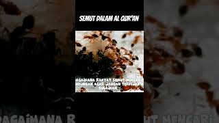 Semut dalam Al Quran [upl. by Griffy866]