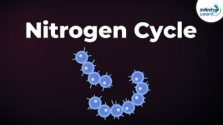 Nitrogen Fixation  Nitrogen Cycle  Microorganisms  Dont Memorise [upl. by Yalc]