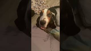 Basset Hound Has Pre Dinner Meltdown [upl. by Mayap]