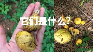 Suillus Americanus Chicken fat mushroom 怎样识别鸡油蘑菇什么树林会长这样的蘑菇？能帮你抵抗炎症的蘑菇 [upl. by Raquela]