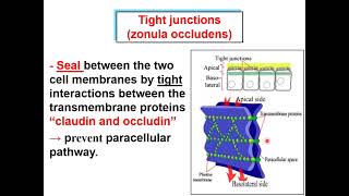 Epithelium Intercellular junctions amp apical cell specializations [upl. by Curzon]