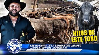 EL PIE DE CRIA DE RANCHO EL AGUAJE 🗞📰 [upl. by Airamak783]