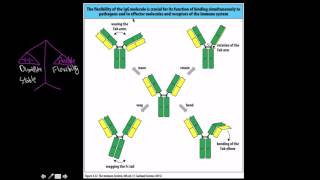 Immunology Isotypes of antibodies [upl. by Ezekiel282]