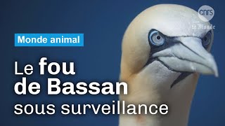 Les fous de Bassan face au virus  Reportage CNRS [upl. by Aelc]