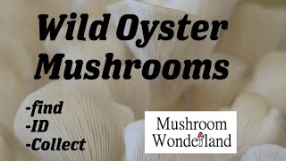 Finding spring Oyster Mushrooms Pleurotus ostreatus [upl. by Notlek]