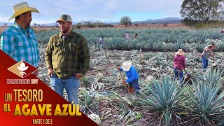 PRODUCCIÓN DE AGAVE PARA TEQUILA una actividad de muchos años [upl. by Paloma]