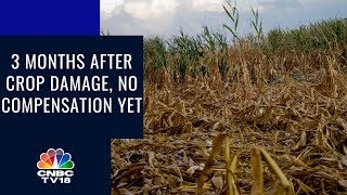 3 Months After Crop Damage No Compensation Yet  CNBC TV18  Digital [upl. by Sagerman]