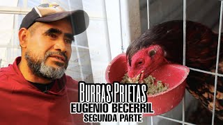 Burras Prietas  Eugenio Becerril II [upl. by Carree]