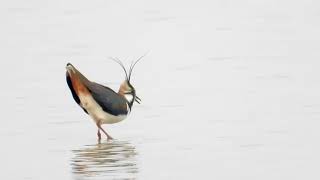 Lapwing song and contact call 4K [upl. by Aloisius]