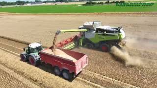 Moisson en Claas Lexion 780 TT amp 3 tracteurs Fendt [upl. by Congdon]