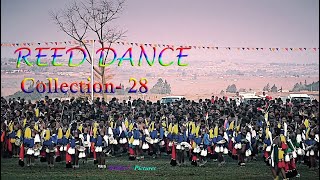 Reed Dance Collectio 28  404 1080p marked [upl. by Dviad]