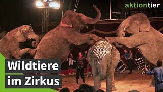 Spaß im Zirkus ohne Wildtiere aktion tierKampagne [upl. by Victorine]