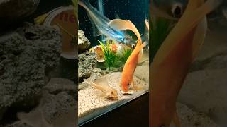 😱 aquarium shark gold koi fish [upl. by Lolly]