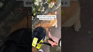 Mon chien s’est fait attaquer 😱 dog chien malinois k9 bergerallemand reels [upl. by Dilks]