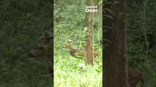 Spotted Deer  Axis Axis  Western Ghats  Nikon Z6III  180 600 zoom Lens wildlife nature [upl. by Ingrim]