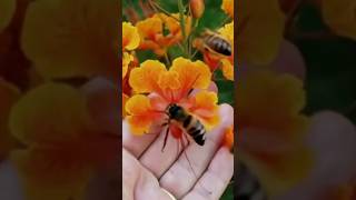 Magic Blooms Flowers That Turn Into Bees🌸🐝✨ shorts YouTubeShorts flowers [upl. by Rorrys]