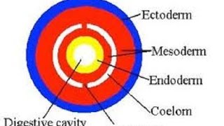 Germ Layers and Coelom [upl. by Giliane]