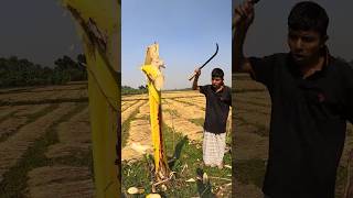 Funny banana part 50 shorts viral bananna satisfying farming shortvedios bananacutting [upl. by Natanoy]