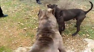 Pitbull destroys a Cane Corso [upl. by Enilecram955]