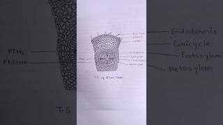 TS of Dicot rootwell labelled diagram biology shorts [upl. by Mowbray826]