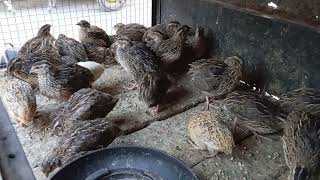 The Original Quality Batair Quail in Pakistan Birds Market [upl. by Hendrik]