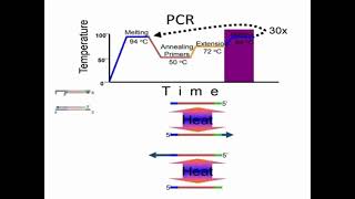 Examples of PCR Reaction [upl. by Euqirne]