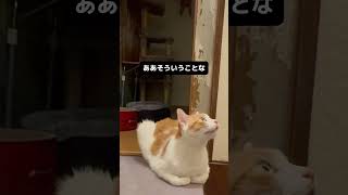 何かを訴える猫 ねこ動画 [upl. by Alleras123]