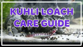 Kuhli Loach Care Guide [upl. by Drareg34]