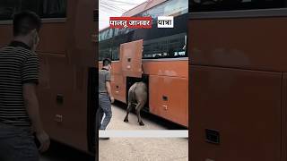 बस के अंदर जानवर कैसे लेजाते है  most expensive animal [upl. by Eityak]