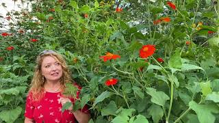 Take a Walk with Tavia 37  Mexican Sunflower [upl. by Neened]