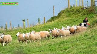 N Ireland Glens Of Antrim Sheep Farmer  Historical Landscape Scenery [upl. by Vina]