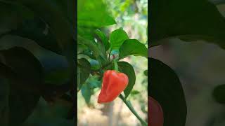 chilli kochchigarden shortvideo vegitablesfruit [upl. by Siddra757]