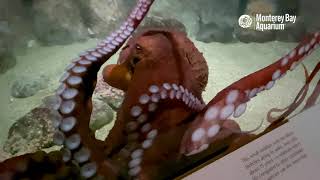 A Few Minutes With a Giant Pacific Octopus at the Monterey Bay Aquarium 🐙♥️ [upl. by Eciryt]