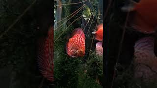 Discus fish in planted tank discusfish aquariafarm aquarium fish [upl. by Rratsal]