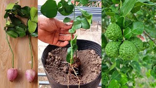 Kaffir Lime Growing From Cutting l New Technique That Works Best [upl. by Isolde661]