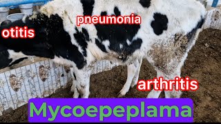 Mycoplasma bacteria on joints lungs and ears [upl. by Asilak]