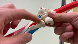 Arthrokinematics of the Proximal Radioulnar Joint [upl. by Henryk]