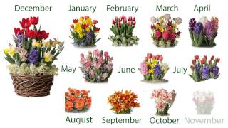 Twelve Months of PrePlanted Flower Bulb Gift Gardens SKU50431  Plow amp Hearth [upl. by Suaeddaht]