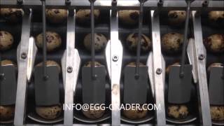 Quail Egg farmpacker repacker www egg grader com [upl. by Eelek]