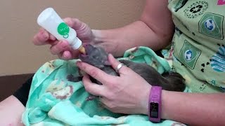 How to take care of newborn puppies [upl. by Ahsetra]