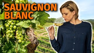 Wine Grapes 101 SAUVIGNON BLANC [upl. by Bradan]