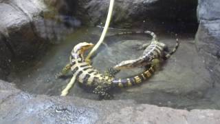 Philippine Water Monitor Varanus Cumingi Reptile House London Zoo Regents Park London [upl. by Featherstone]