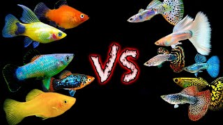 Two Great Community Fish But Which One is BETTER Guppy vs Platy Showdown [upl. by Tony]