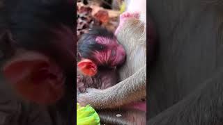 Ep705 The Ultimate Monkey Compilation to Make Your Day Instantly Better [upl. by Campbell740]