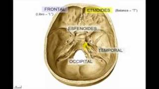 Osteología del Craneo parte 1 generalidades [upl. by Mose]