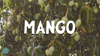 How to Grow  Mangoes Mangifera indica [upl. by Britton]