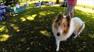 Maple Creek Collies 2013 Puppy Match [upl. by Trahurn]