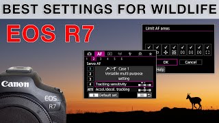 How I set up the R7 for bird and wildlife photography  all settings [upl. by Aralk217]